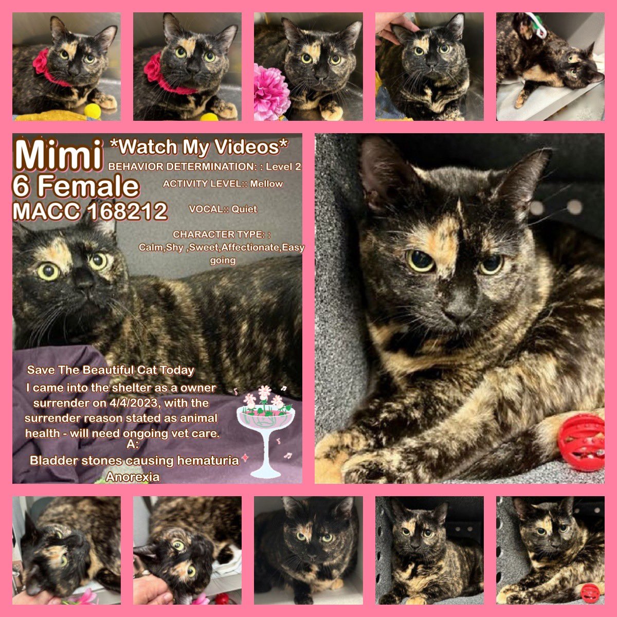 Kimberlykokourt's tweet photo. All 4 Of These Handsome &amp; Beautiful #Cats Of The #Manhattan &amp; #Brooklyn Animal Care Center (#NYCACC Shelter)Are All Scheduled For Euthanasia On Thursday April 20, 2023 At 12PM For Medical Reasons: #Rolf #ID169114 #Lildom #ID166684 #Mimi #ID168212 &amp; #Speckles #ID166739 #NYC #NY RT https://t.co/dJ7GtsKOae