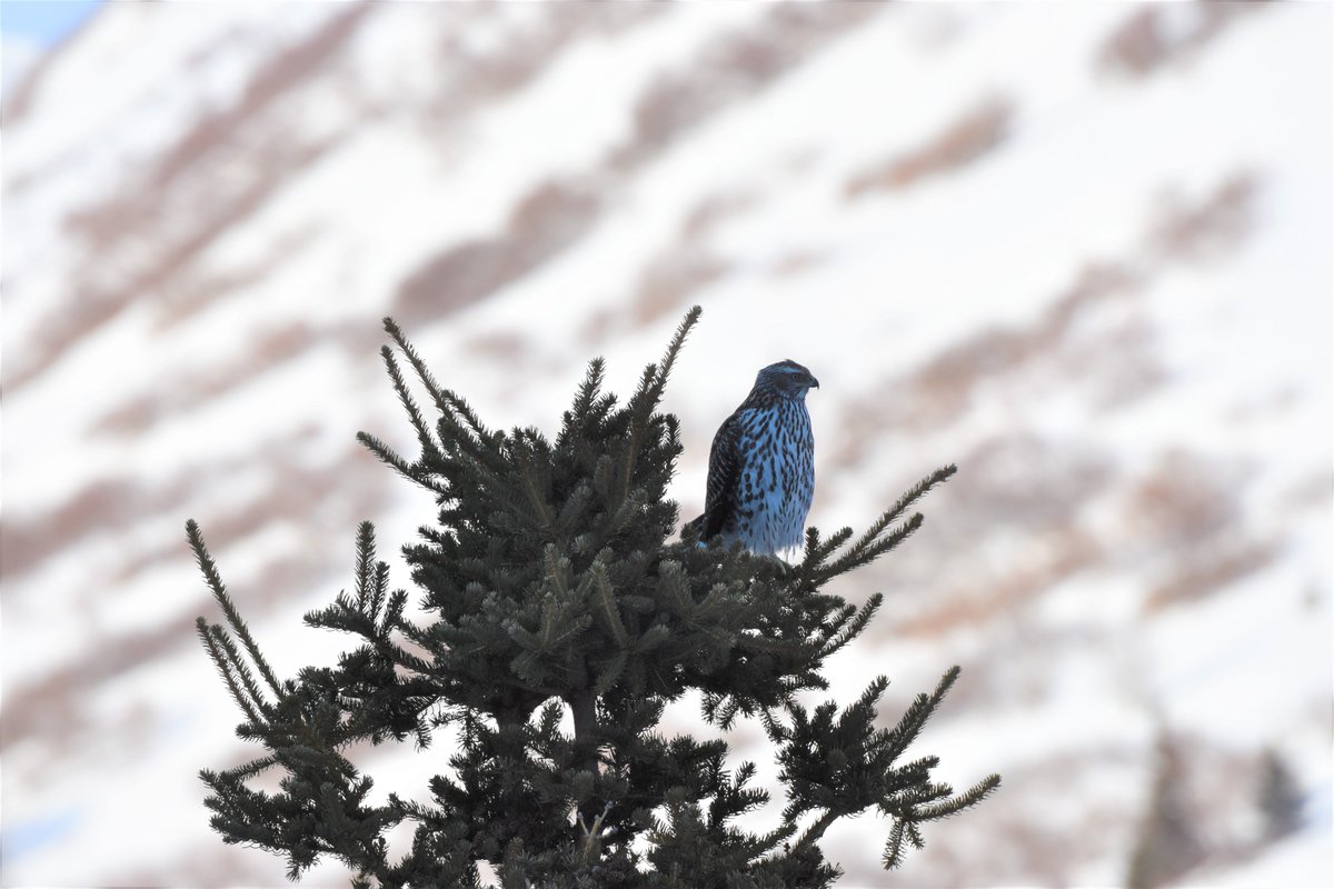 49thOption's tweet photo. Look who came to dinner! You never know who's going to show up on the mountain...this evening it was a juvenile male Goshawk! #Alaskarocks #Alaska #Goshawk #GoGoGoshawk #BirdsOfTwitter #ChugachRange #raptor https://t.co/TK3Dw8Iu5l