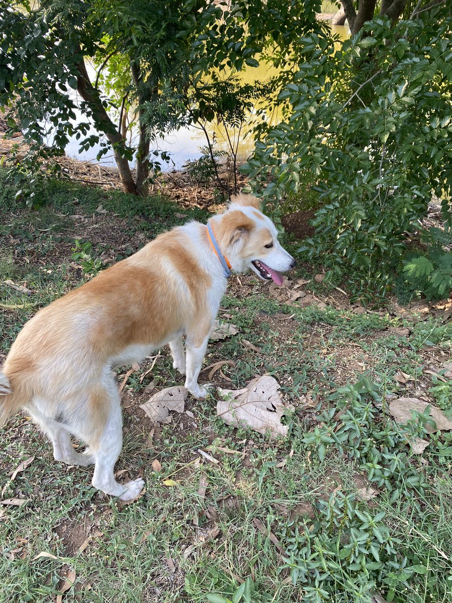 sanjaymaradi's tweet photo. So blessed to belong to a city where just a 30+ minute drive gets you to such a serene an beautiful place. Our good boi was off leash and had several acres of land of run around and explore. #Bengaluru #NammaBengaluru #ಚುಕ್ಕೆ #DogDayOut #NeRaLuFarm https://t.co/KgZ6XCiNRT