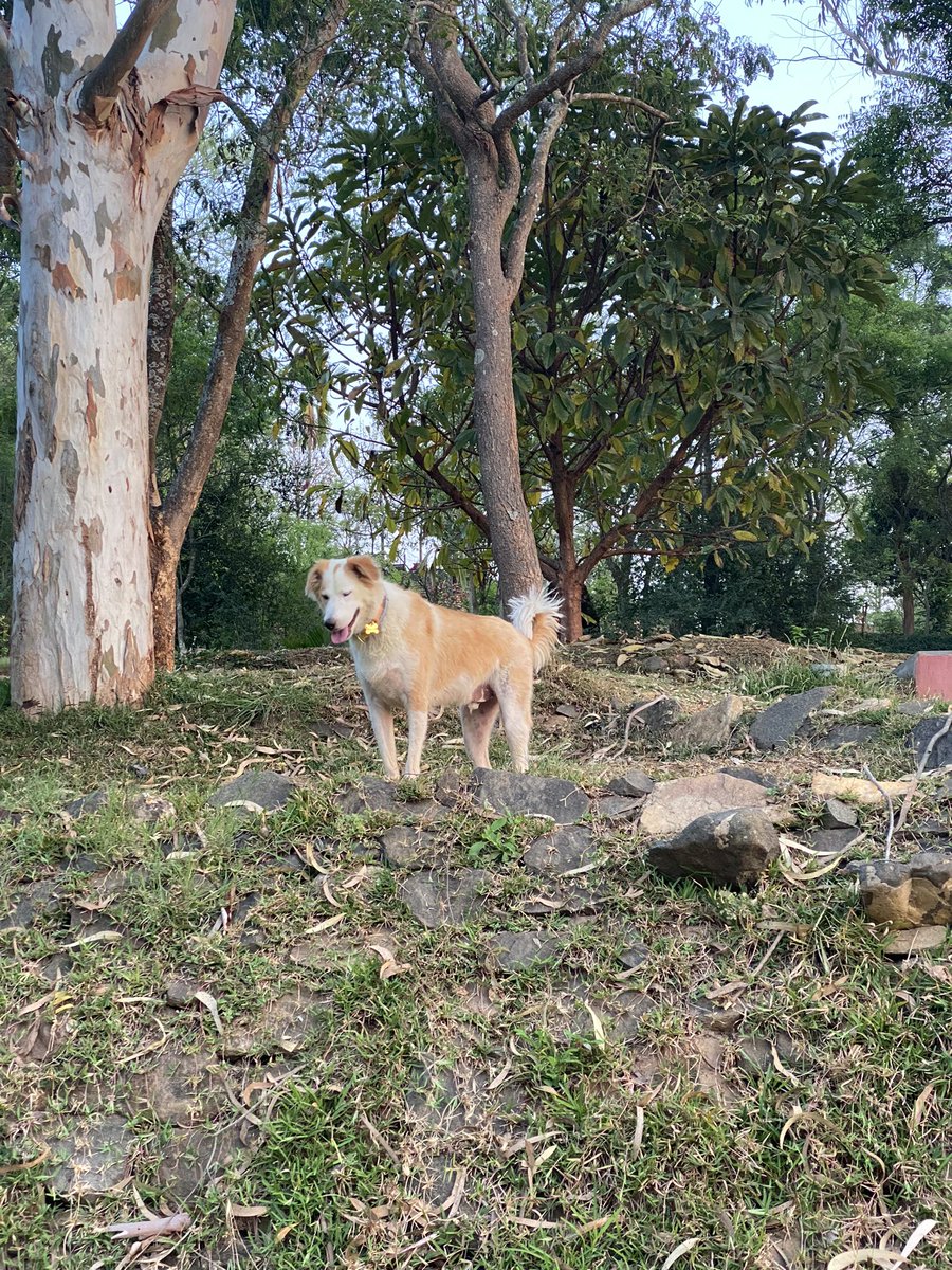 sanjaymaradi's tweet photo. So blessed to belong to a city where just a 30+ minute drive gets you to such a serene an beautiful place. Our good boi was off leash and had several acres of land of run around and explore. #Bengaluru #NammaBengaluru #ಚುಕ್ಕೆ #DogDayOut #NeRaLuFarm https://t.co/KgZ6XCiNRT