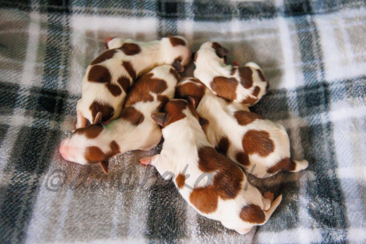 we welcomed 5 beautiful babies last week💖

#kooikerhondje #kooiker