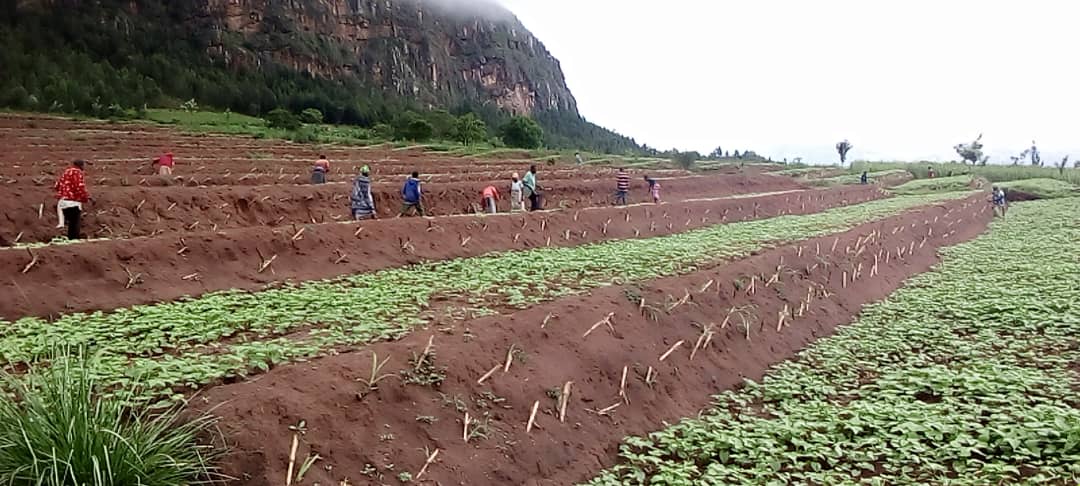 VisitKirehe's tweet image. #SoilProtection, Erosion control is an action that requires not giving up but taking measures such as planting trees, terraces, grass and taking care of the soil. #Nyamurindira #VISITKIREHE

@KireheDistrict @NzirabatinyaMo4 @MPaul_Emelyne @Ilde_Musafiri @iassumpta @g_mukeshimana