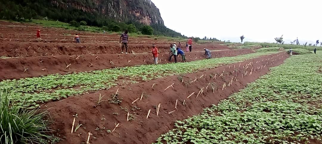 VisitKirehe's tweet image. #SoilProtection, Erosion control is an action that requires not giving up but taking measures such as planting trees, terraces, grass and taking care of the soil. #Nyamurindira #VISITKIREHE

@KireheDistrict @NzirabatinyaMo4 @MPaul_Emelyne @Ilde_Musafiri @iassumpta @g_mukeshimana