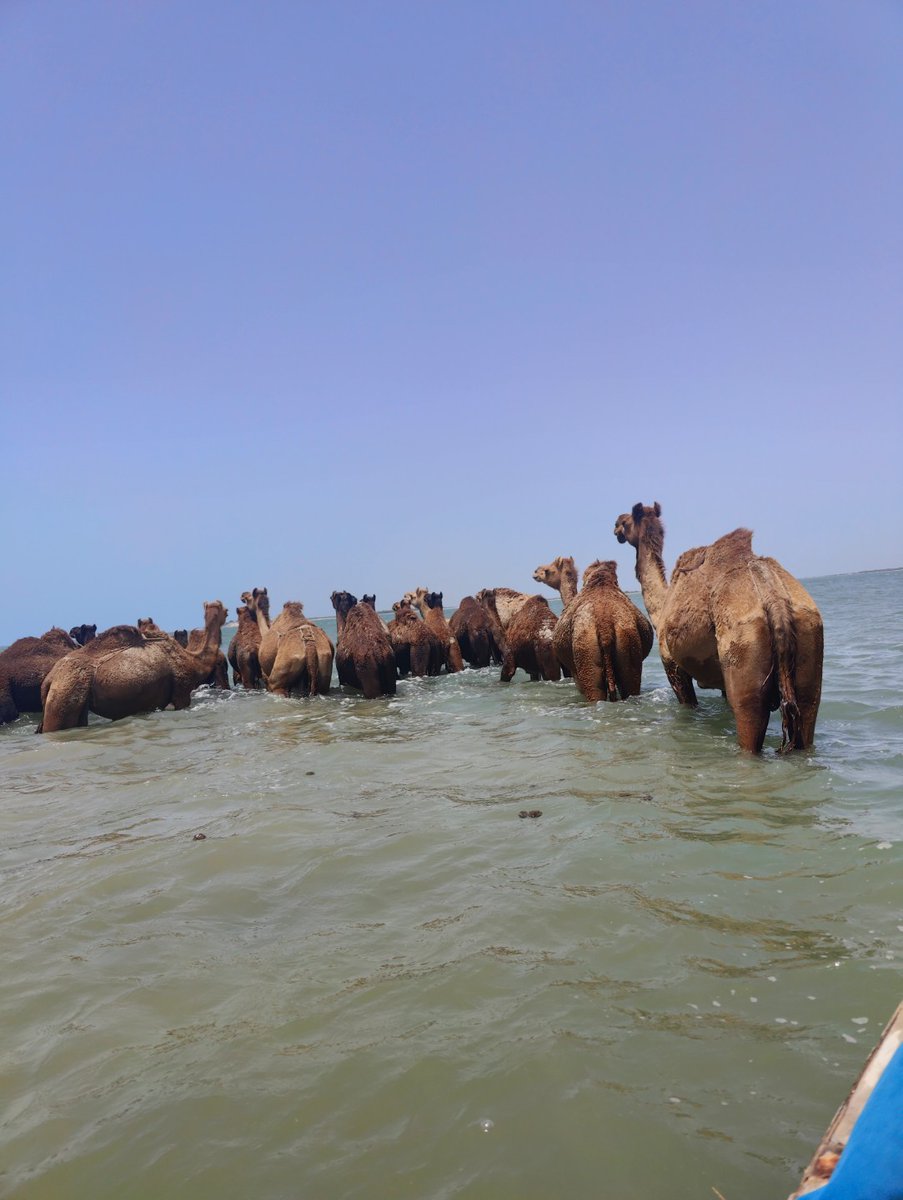 navinajafa's tweet photo. #performingindia Salt farming & Fakrani Jat camel culture on border are in conflict but there can be balance, coexistence, sustainability solutions. @Anjmeh @BIBEKANAND @anuradhamathur @Bhrigzz @boell_India @imme_scholz @incognito9 @CristinaAlbert4 @Ramu_Damodaran @paramiyer_ https://t.co/dpKUpSWSKI