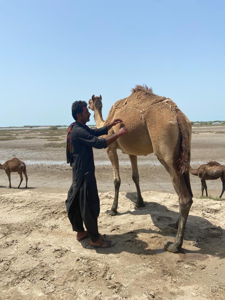 navinajafa's tweet photo. #performingindia Salt farming & Fakrani Jat camel culture on border are in conflict but there can be balance, coexistence, sustainability solutions. @Anjmeh @BIBEKANAND @anuradhamathur @Bhrigzz @boell_India @imme_scholz @incognito9 @CristinaAlbert4 @Ramu_Damodaran @paramiyer_ https://t.co/dpKUpSWSKI
