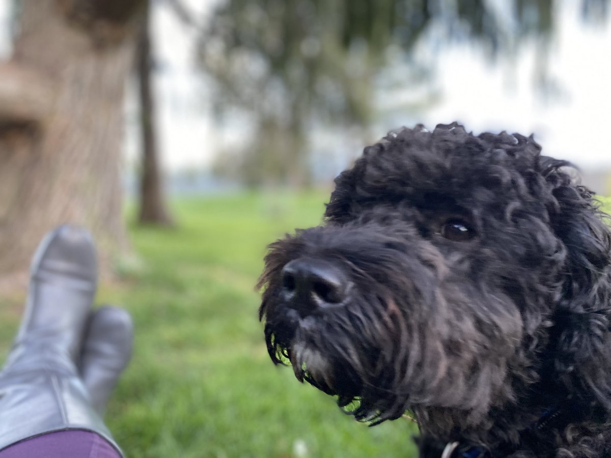 kathelburt's tweet photo. Bailey Boy and I enjoyed a walk around @cedarhillgolf course. I loved how everything is coming into bloom, even the weeds were festooned with beauty; pollinators don’t know they are weeds, why do we care?
#UrbanForest #bringyourdogtowork #BaileyBoy #WorkLifeBalance #NatureLover https://t.co/277yTbzr95