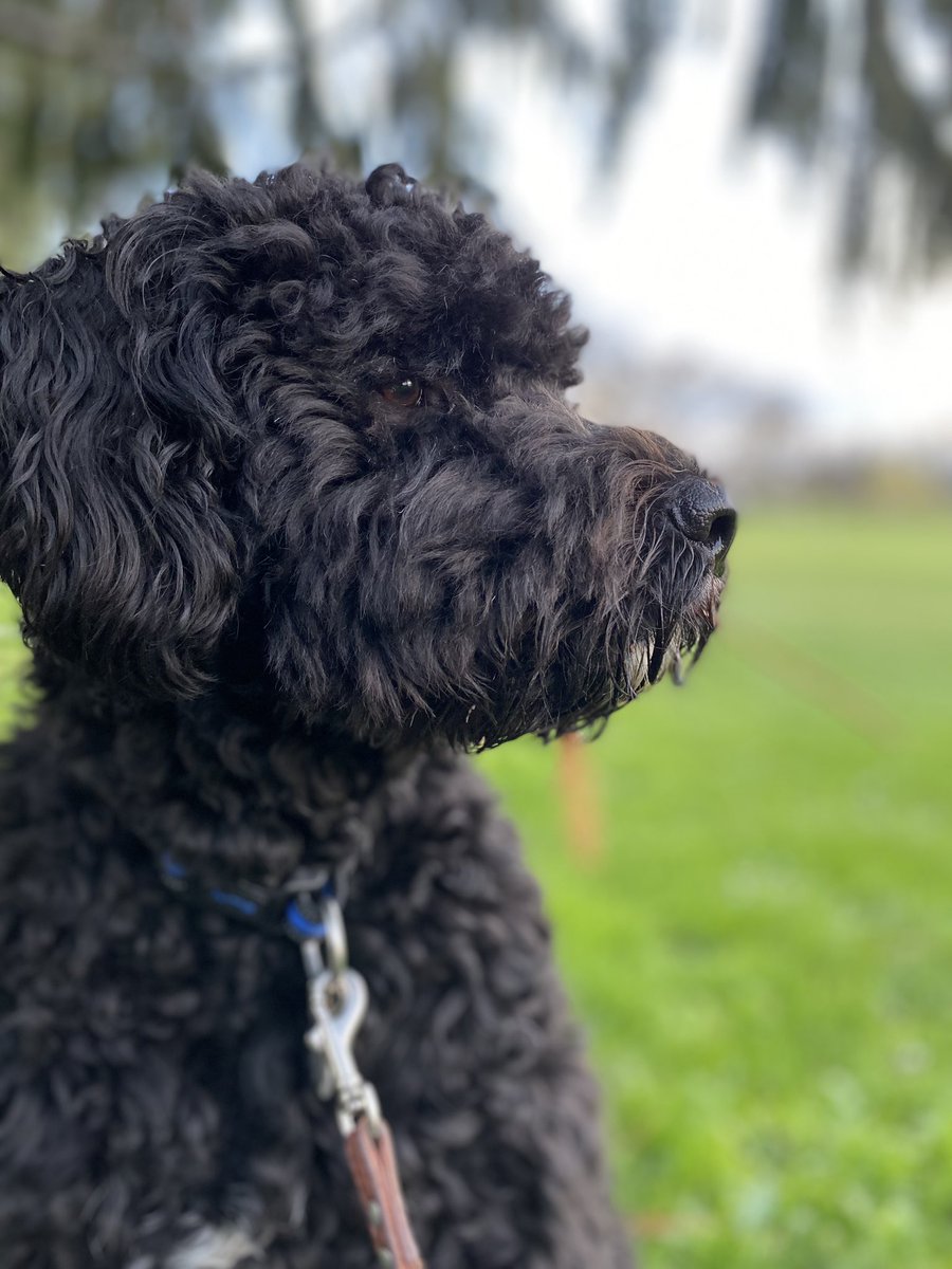 kathelburt's tweet photo. Bailey Boy and I enjoyed a walk around @cedarhillgolf course. I loved how everything is coming into bloom, even the weeds were festooned with beauty; pollinators don’t know they are weeds, why do we care?
#UrbanForest #bringyourdogtowork #BaileyBoy #WorkLifeBalance #NatureLover https://t.co/277yTbzr95