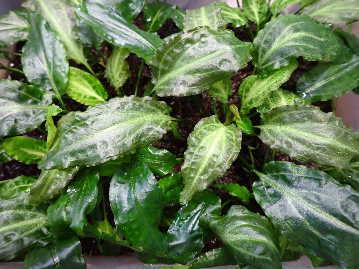 cryshrimp (@cryshrimp777) / Posts / X