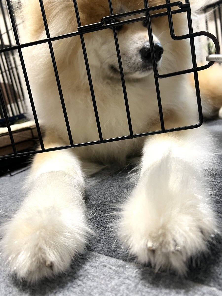 〜限界日記〜 疲の労を癒すために愛犬の手の若干長い毛を触るの巻〜 