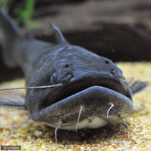 バトラクスキャット入荷しました！ 大きな頭と裂けたような大きな口が