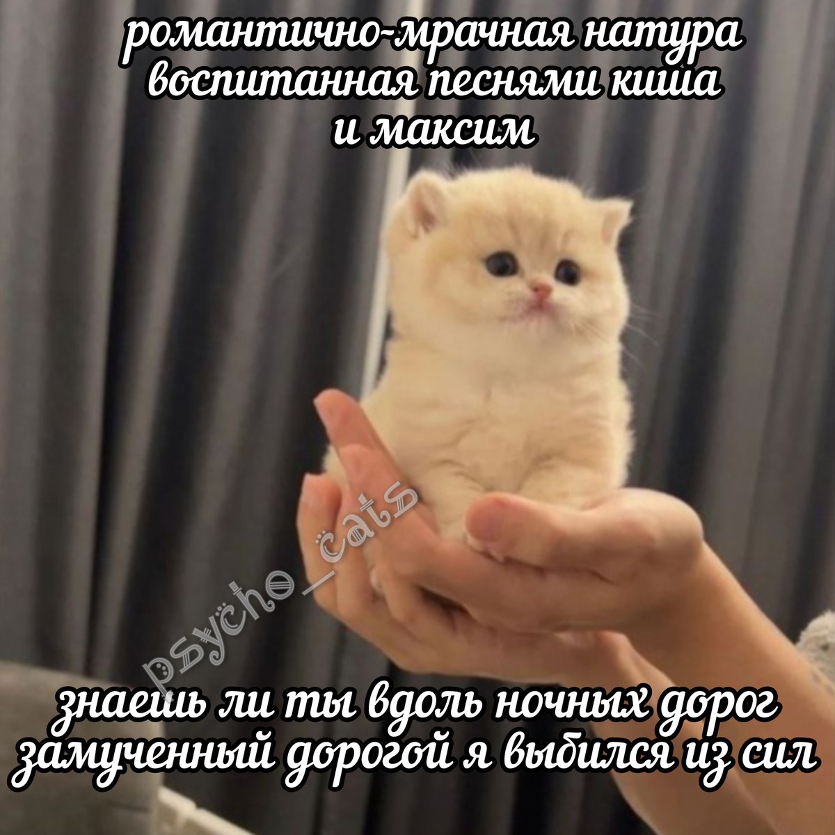 психокоты (@psycho__cats) on Twitter photo 