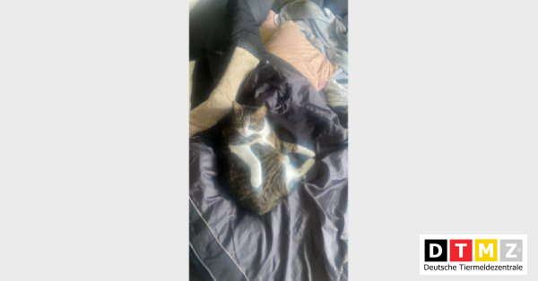 bogdanowskyru's tweet photo. #Suchmeldungen #Kater #entlaufen #Hauskatze 12.04.2023 - Kater Bausi entlaufen in 06886 Lutherstadt Wittenberg https://t.co/jpb91hr0Jz https://t.co/42XdHXQgEy