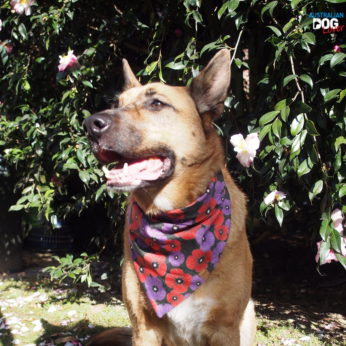 OzDogLover's tweet photo. #ANZACDay🌹 is coming. Our Mals Aramis and Porthos couldn't wait to model their new organic cotton #Remembrance #dogbandana from #BohemiHandcrafted featuring red + purple poppies! $5 of each sale is donated to #PTSDDogs Australia.
Get yours (2 designs) at https://t.co/kTG0b3UJws https://t.co/ym7K0shi1F