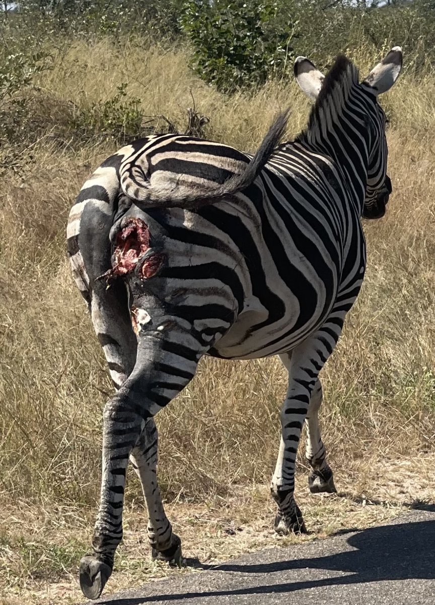 Mufasa went straight for the ass..Unfortunately it’s all nature and there’s not gonna be any help from officials.💔
Hopefully the horse recovers..💔