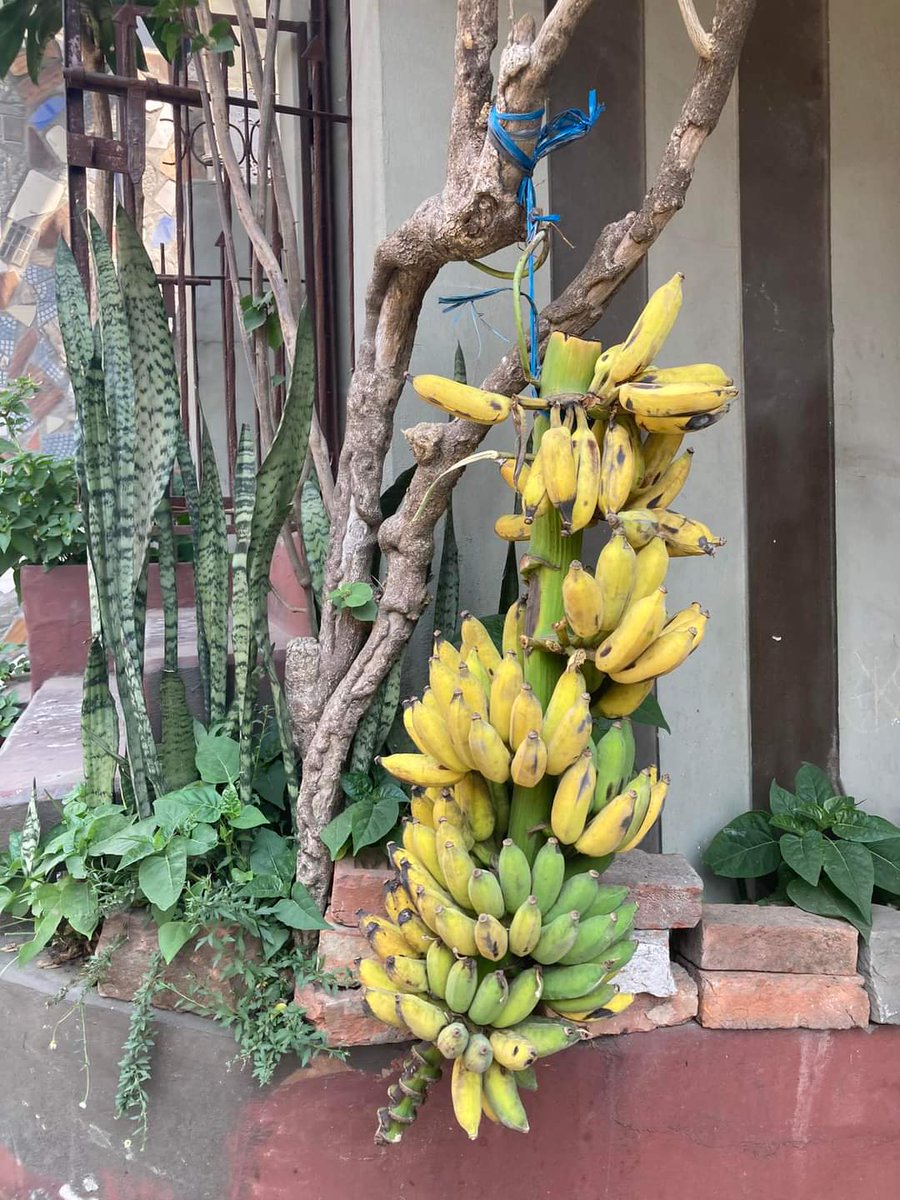 JacobLPulamte's tweet photo. Humanity at its best! A bunch of Banana hung on the roadside in Chaltlang (Aizawl - Mizoram), for passerby to pluck and have it. Bless the heart of the family. ♥️

Source : Mapuii Khawlhring

@Mizoram_Tourism @incredibleindia @kishanreddybjp @mizozeitgeist @being_chikim https://t.co/LoOcCStoO2