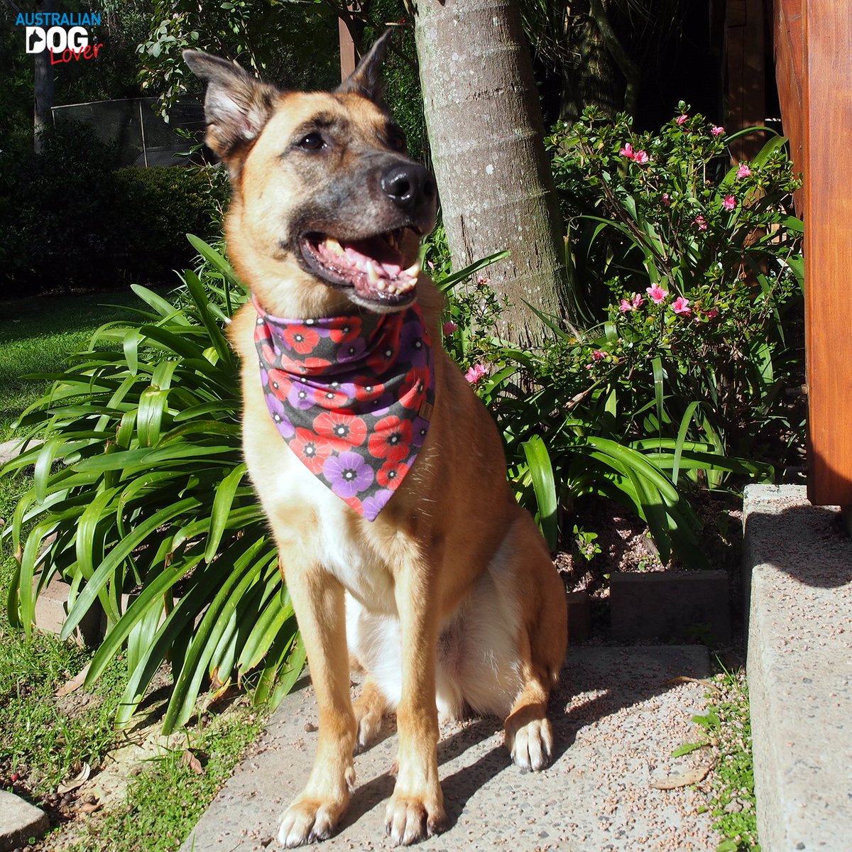 OzDogLover's tweet photo. #ANZACDay🌹 is coming. Our Mals Aramis and Porthos couldn't wait to model their new organic cotton #Remembrance #dogbandana from #BohemiHandcrafted featuring red + purple poppies! $5 of each sale is donated to #PTSDDogs Australia.
Get yours (2 designs) at https://t.co/kTG0b3UJws https://t.co/ym7K0shi1F