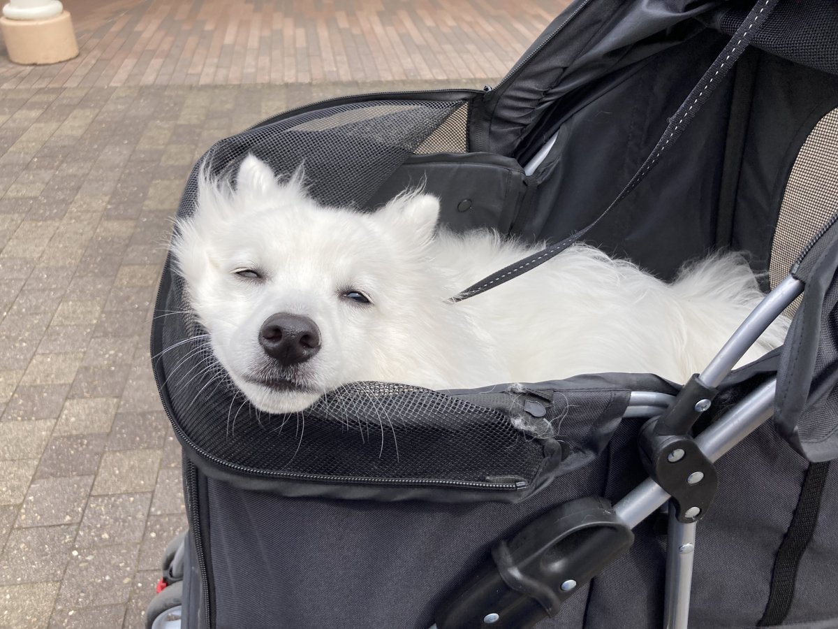 Fushi_theSpitz's tweet photo. お出かけはしゃぎすぎて溶けたわんこ⛄️
#MeltedSnowDog #日本スピッツ #犬 https://t.co/bmB06B1Niz