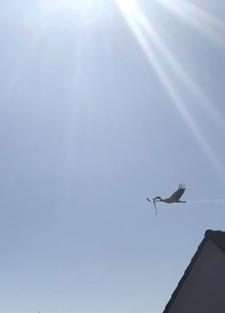 seutendeern's tweet photo. This stork is busy building its nest. Flying back and forth between the fields/forest and his nest in the village centre. Sometimes so low, that you can almost touch it. #birdviewing #stork (thanks mom for the picture) https://t.co/Pf2N6oiTdH