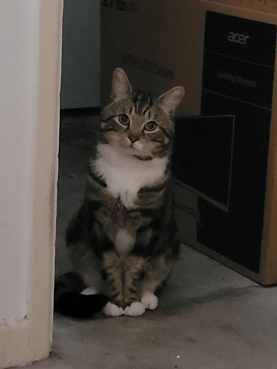 Sparky (big boye type) tweet media
