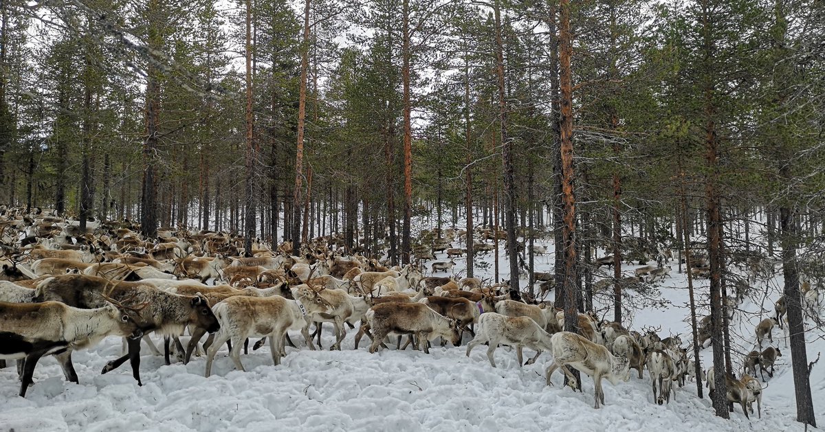 JannieStaffanss's tweet photo. Migrationtime is called out by the voice of swans.
#Eajransijte #Idresameby #Eajra #Idre #Dalarna https://t.co/0NpiF1HwuX