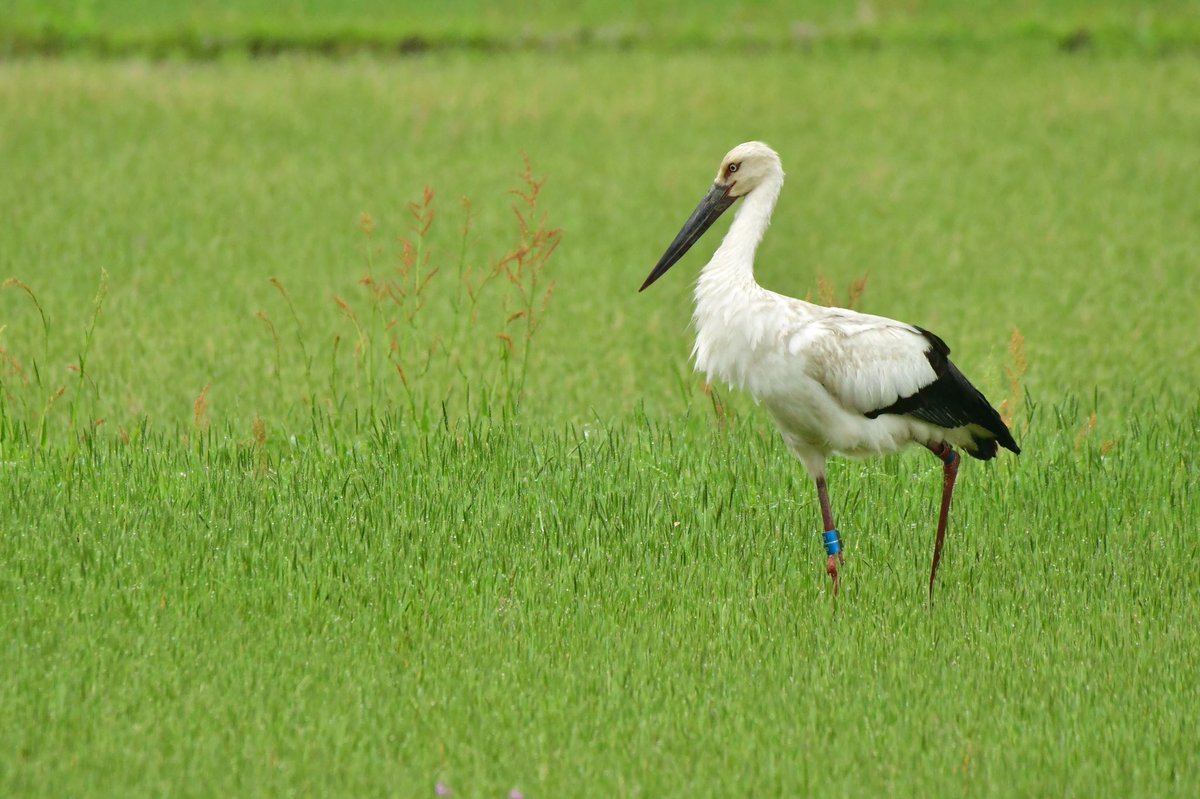 s7t73pf71's tweet photo. 後から2羽、見つかって合計4羽との出会い。

#コウノトリ  #野鳥 #bird #wildlife #j0463 #j0231 #島根県 https://t.co/siK4Searo6
