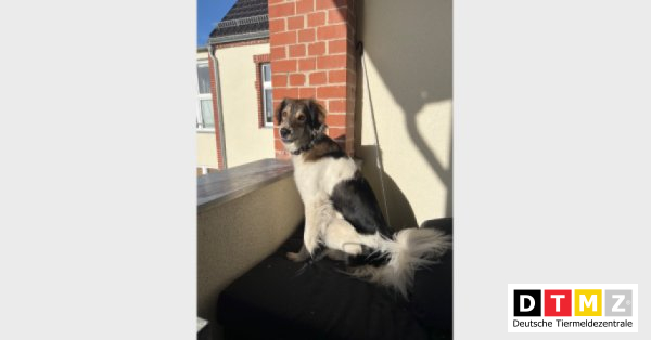 bogdanowskyru's tweet photo. #Suchmeldungen #Hündin #verschwunden #Mischlingshund 18.04.2023 - Hündin Ronja verschwunden in 14770 Brandenburg an der Havel https://t.co/X0v2q0Y7gE https://t.co/4zmwQhxxdO
