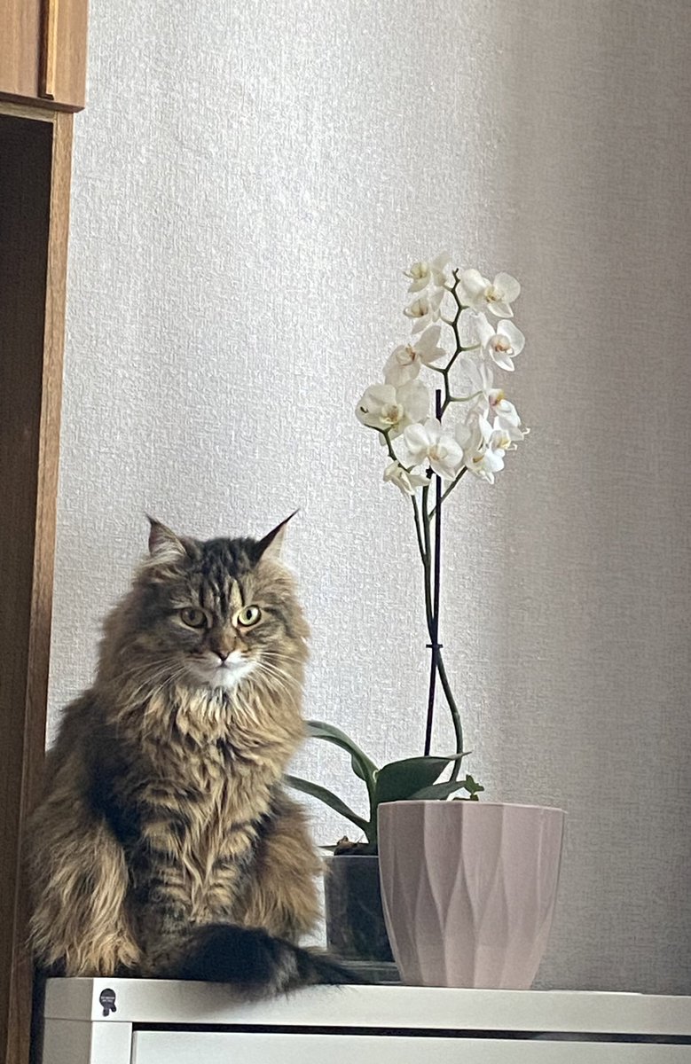 цветочки мои 🌸