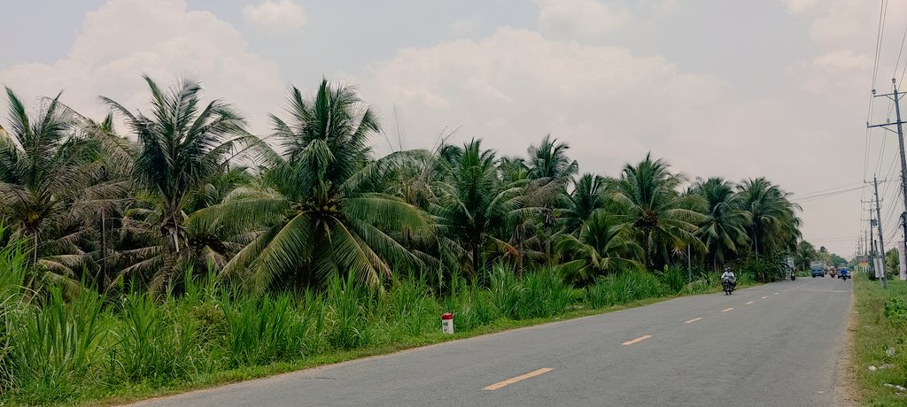 fluvialtarun's tweet photo. Local communities in the #MekongDelta tell us about the benefits of growing #coconuts - a common crop. Orchard #ecosystems while providing key #EcosystemServices display synergies with several other ESs. Exciting insights ahead! 🌴🍉🌳 @livingdeltas https://t.co/1y4RQx1jpT