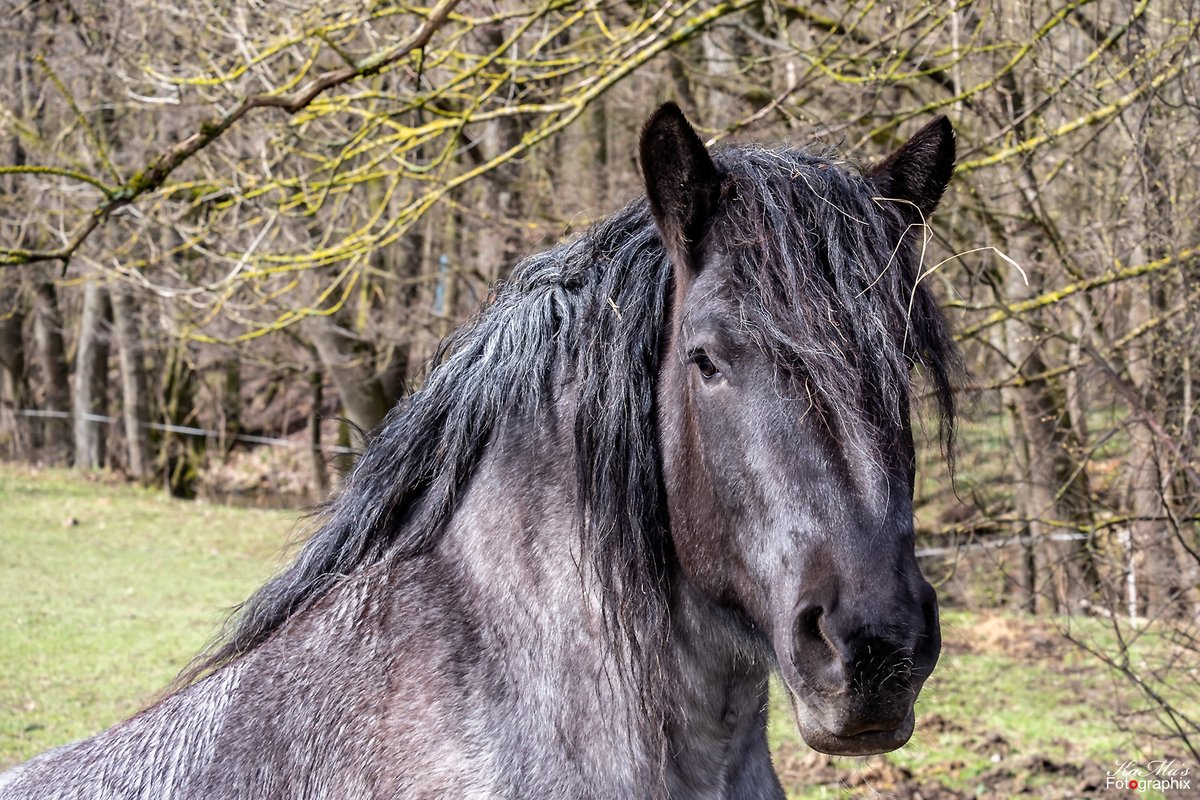 MarkoLenz1's tweet image. Guten Morgen ihr Lieben. Guck mal, ich hab da was im Haar. Euch einen schönen Wochenteiler.
#pferd #horse #tiere #animal #tier #animals #haustiere #pferdeliebe #fujifilm #fujifilmxs10 #horselove #gutenmorgen #goodmorning