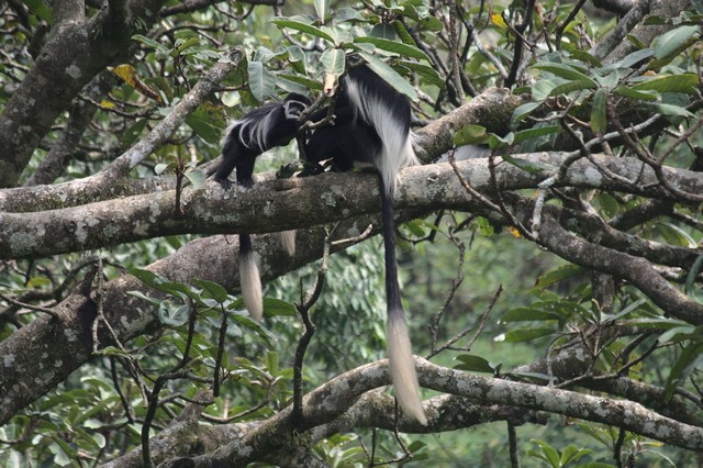 DaymanFrancoise's tweet image. ●You can organize different day trips within Uganda from a base: ugandasafariadventure.com/day-trips/?7tg☺ 
#TravelVlog #GoWithNugget #LuxuryWorldTraveller #lovetotravel #NextDestination