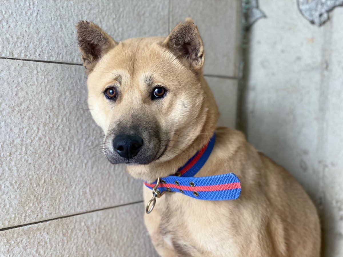 thousandandpets's tweet photo. ✔️Gangdong
Mixed/ Boy/ 23kg
Comprehensive vaccination completed/ Heartworm negative/ Neutralized

Gangdong has a timid but gentle personality!
He's still scared, so he often runs away from humans but it’s much better than the first time.
Serial number 21-1078

💌 DM for inquiry https://t.co/8QeB8ZnCnf