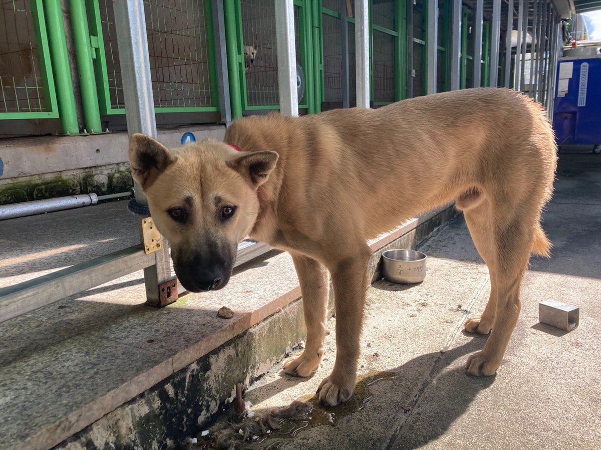 thousandandpets's tweet photo. ✔️Gangdong
Mixed/ Boy/ 23kg
Comprehensive vaccination completed/ Heartworm negative/ Neutralized

Gangdong has a timid but gentle personality!
He's still scared, so he often runs away from humans but it’s much better than the first time.
Serial number 21-1078

💌 DM for inquiry https://t.co/8QeB8ZnCnf