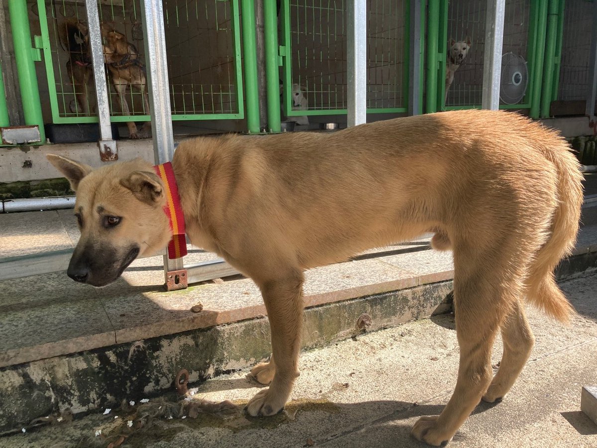 thousandandpets's tweet photo. ✔️Gangdong
Mixed/ Boy/ 23kg
Comprehensive vaccination completed/ Heartworm negative/ Neutralized

Gangdong has a timid but gentle personality!
He's still scared, so he often runs away from humans but it’s much better than the first time.
Serial number 21-1078

💌 DM for inquiry https://t.co/8QeB8ZnCnf