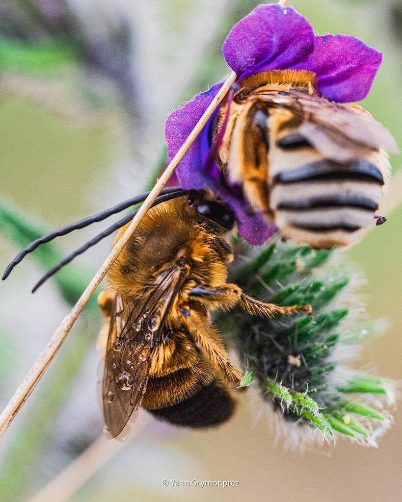 ygrymonprez's tweet photo. Abeilles 🐝 

#pollen #macro #macroflower #macro_flower #fleurs #flowers #nature #naturephotography #naturelovers #naturelover #lovepic #macrophotography #photographer #breakfreewitholympus #omsystemes #omsystemfr #paca #pacatourisme #provence #provencemylove #raw_macro #fift… https://t.co/VImvBIG4My