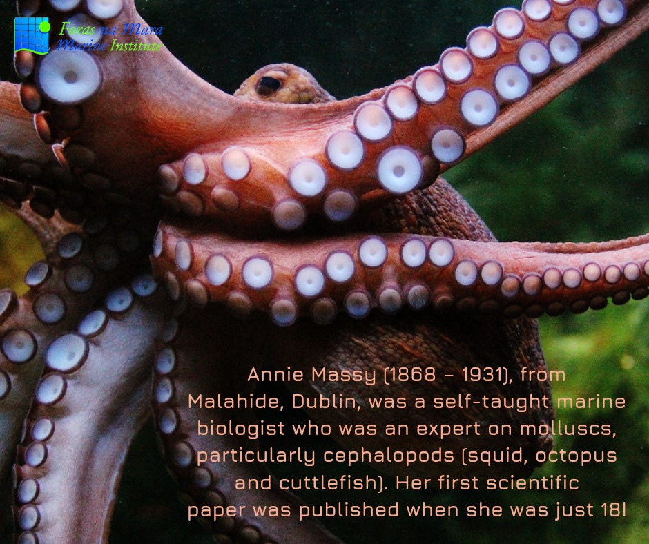 Irish History Bitesize! tweet media