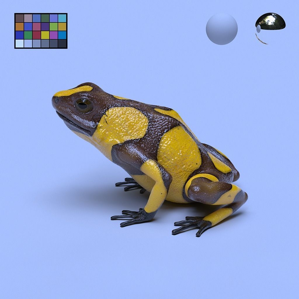 CGCauldron's tweet photo. 3D Model, Oophaga Histrionica (Harlequin Poison Dart Frog)
Maya / V-Ray / ZBrush / Substance Painter  

CG frog - Wildlife scene https://t.co/jYjF8NbXZQ