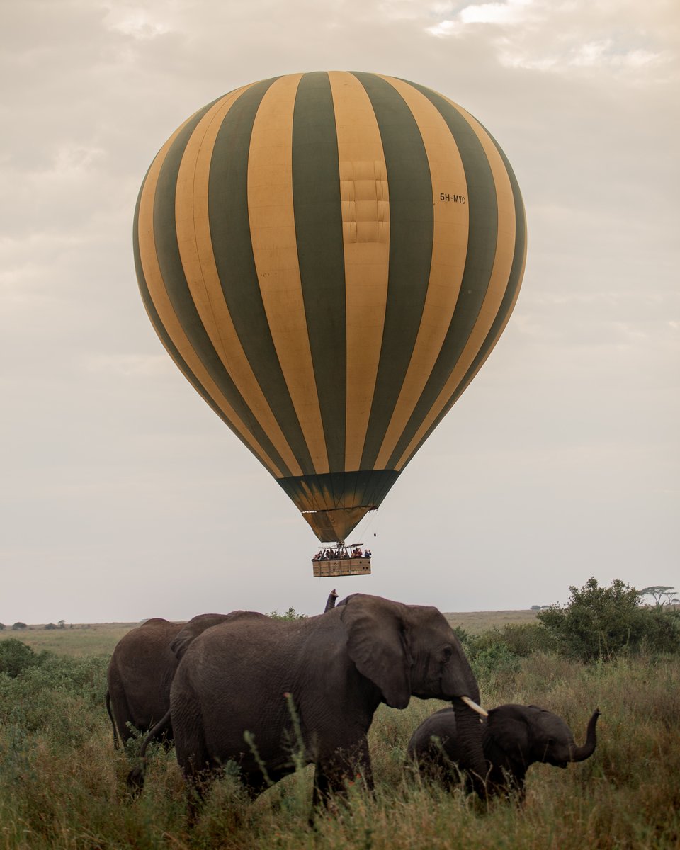 Serengeti Balloon Safaris tweet media