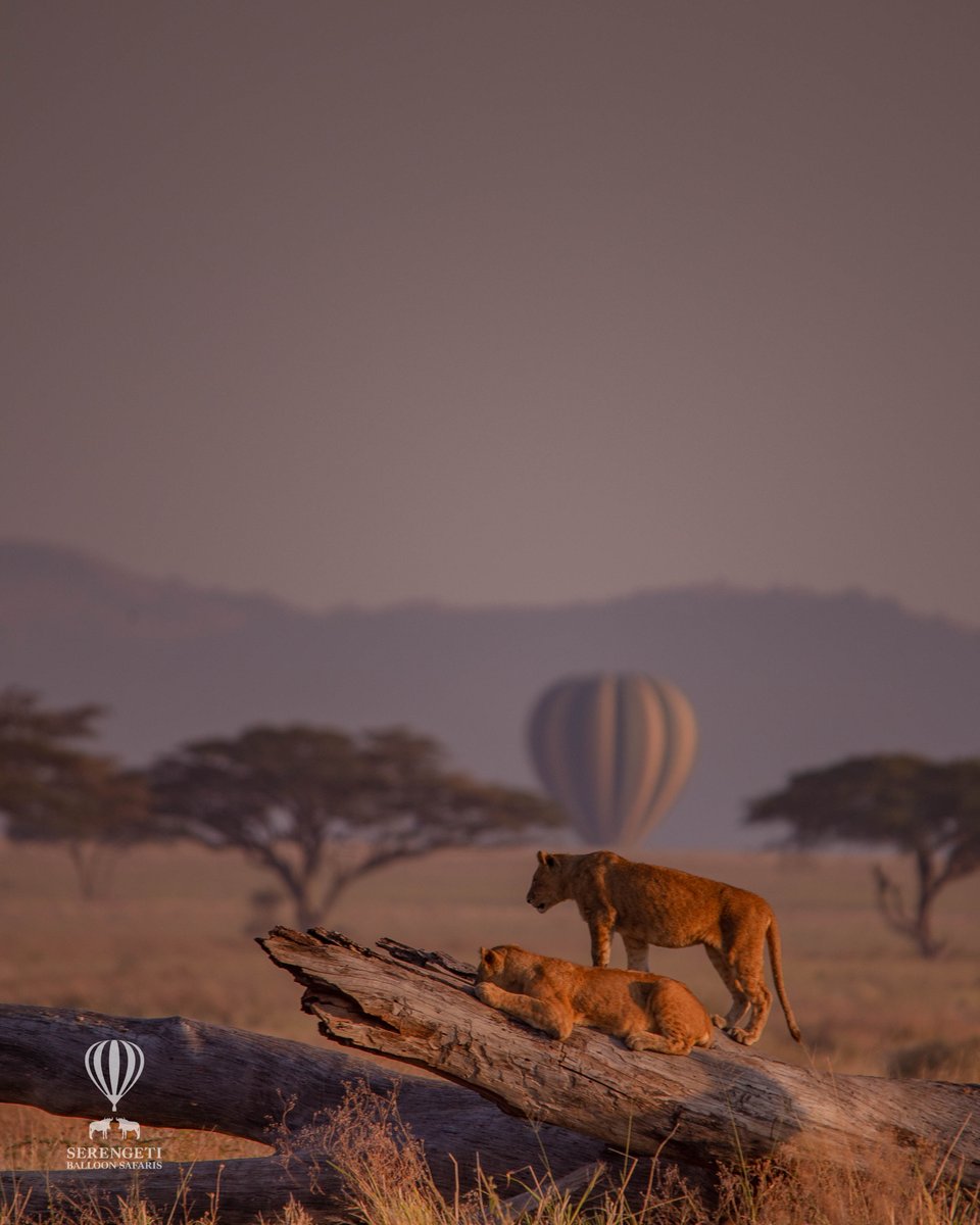 Why not treat yourself to a Balloon Safari while on your Safari😍
Join us on an experience like no other.
#serengeti#photooftheday #love #kilimanjaro #balloonsafari