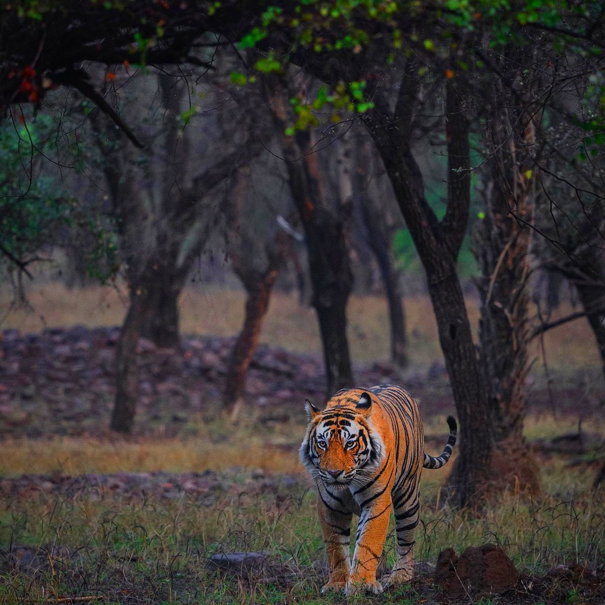 #wildlifephotography #wildlifephotography #wildanimals #tiger #tweetercircle #indianwildlife #stepintothewild