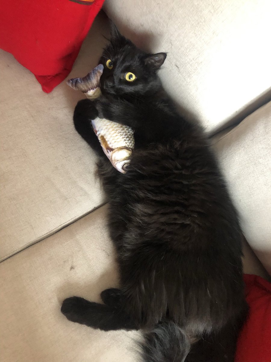 viridiank's tweet photo. @GarraAmor Toda la luz y caminos de arcoíris para la preciosa Michelada, que además nos dio a la negrita más chula del mundo (antes Vodka, ahora Pepper). Y gracias a ustedes por darles una nueva vida a todos esos chiquitos ❤️ https://t.co/6VAPFs5TqQ