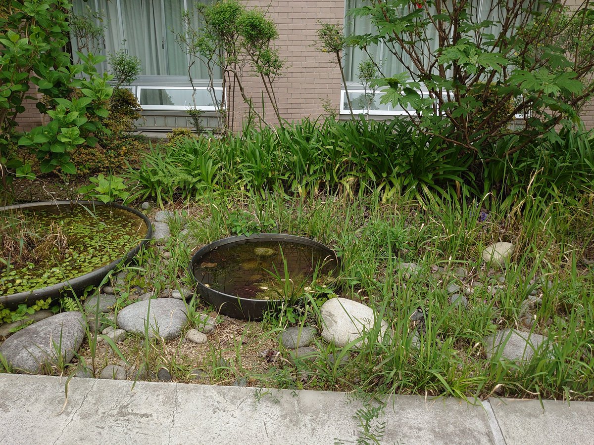 koji_principal's tweet photo. 4/19 本校3Fには「ルーフガーデン」がありますが、
20年を過ぎて、手入れが必要になってきましたので
サイエンス同好会の生徒と「ハーブガーデン」「フラワーガーデン」「ベジタブルガーデン」を作ろうと計画しています。写真は4月の現状です。今後も経過をお伝えします。 https://t.co/CnZup2bPSe