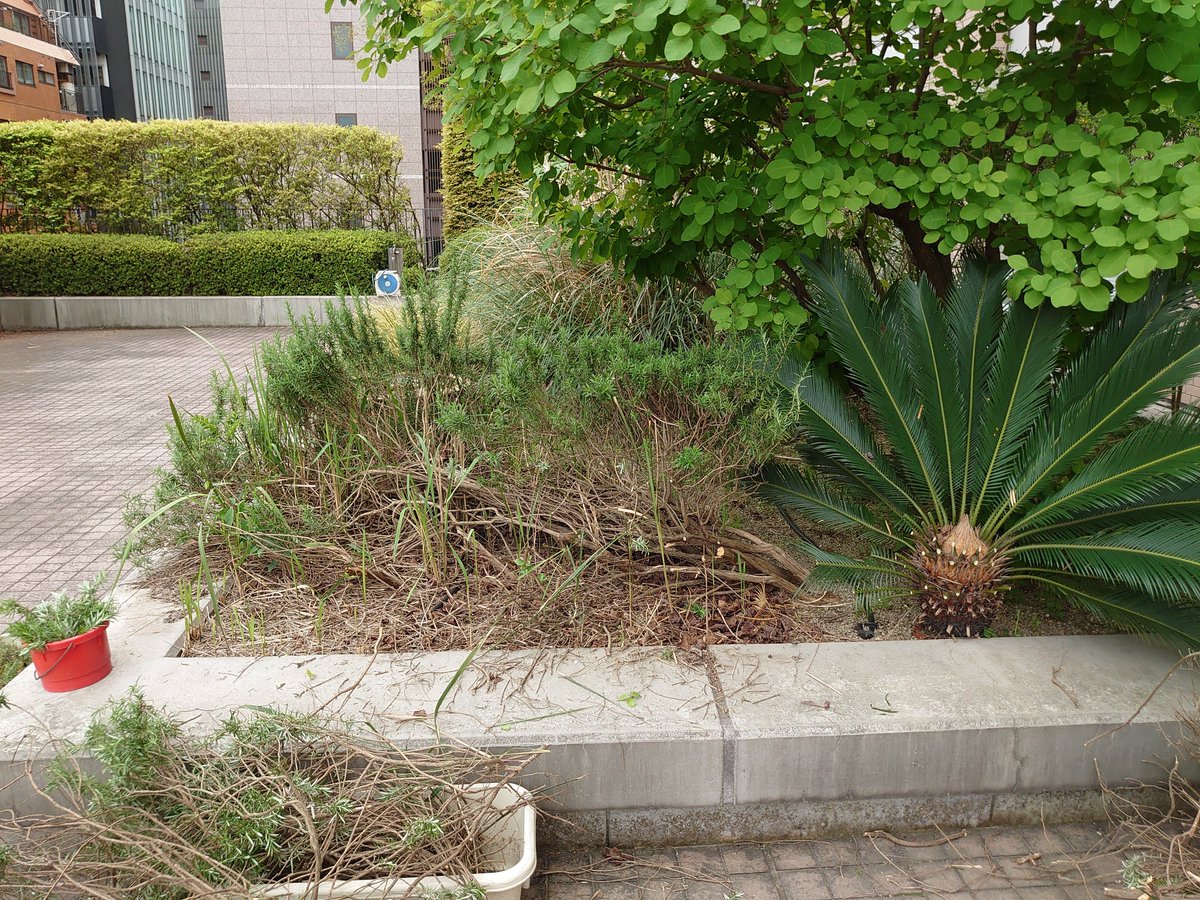 koji_principal's tweet photo. 4/19 本校3Fには「ルーフガーデン」がありますが、
20年を過ぎて、手入れが必要になってきましたので
サイエンス同好会の生徒と「ハーブガーデン」「フラワーガーデン」「ベジタブルガーデン」を作ろうと計画しています。写真は4月の現状です。今後も経過をお伝えします。 https://t.co/CnZup2bPSe