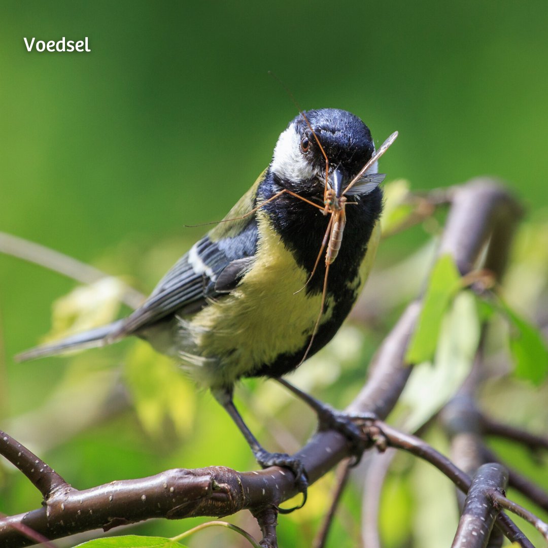 IVNNederland's tweet photo. Meer leven in jouw tuin? Volg de 5 V's:

🍽 Voedsel
👣 Voortplanting
⚠ Veiligheid
💦 Vocht
💐 Variatie

Volg de gratis online cursus ‘Aan de slag met een levende tuin’ als je meer wil weten. Aanmelden en meer tuintips: https://t.co/SFr7u4fFUO

#viezevingers #tuinieren #lente https://t.co/oeJHum0fXJ