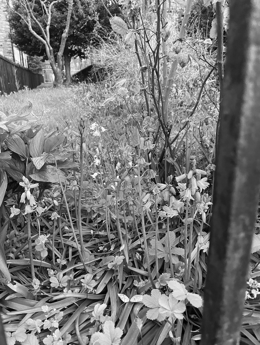 LiFE BeHiND BaRs

#urban #street #photography #plants #flowers #trees #nature #lifebehindbars #lookaroundyou