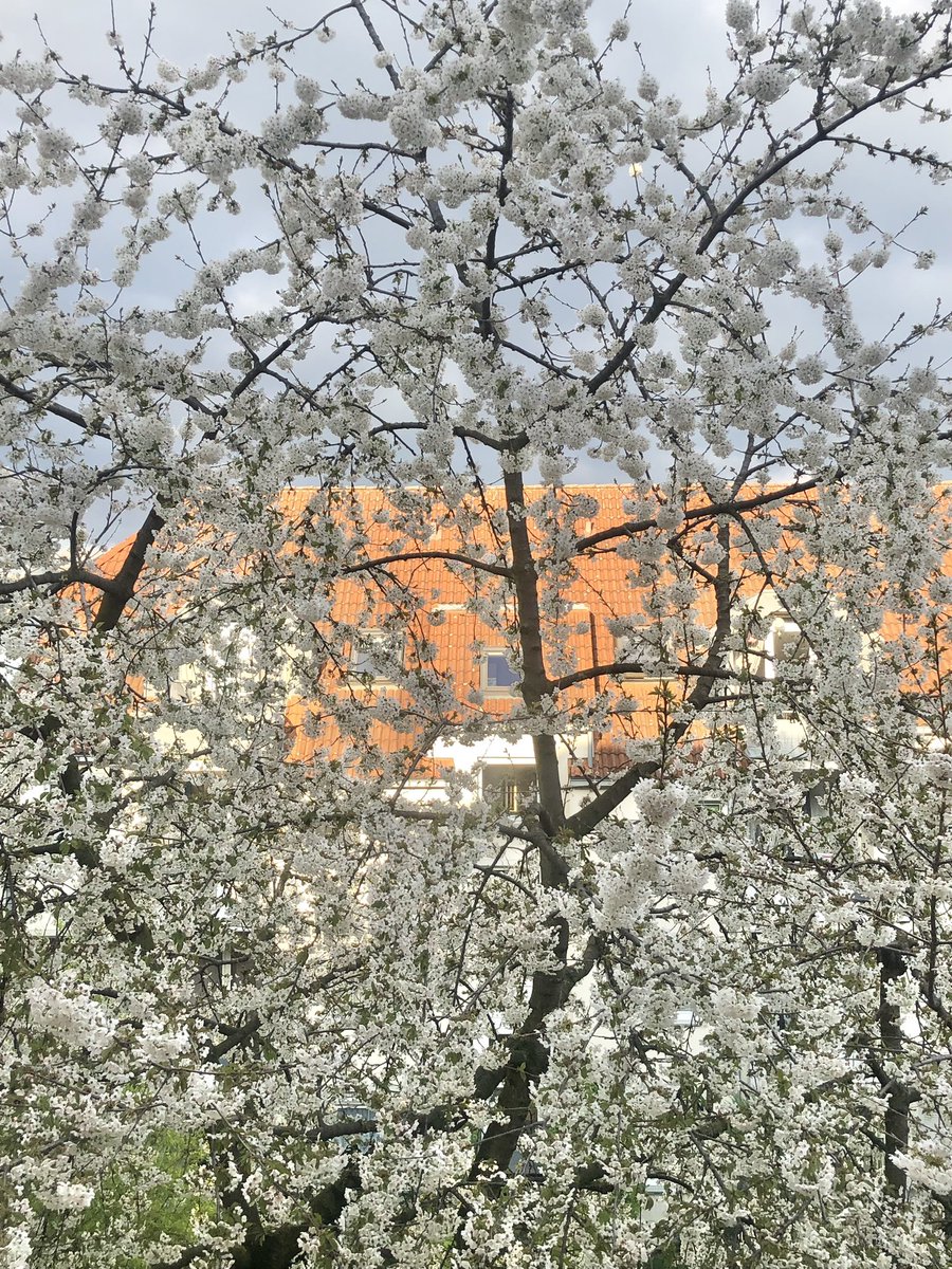 Guten Morgen … es blüht auch der Kirschbaum im Hof. Wiederkehrendes kann so toll sein! 

Habt einen entspannten Mittwoch. Ich werde heute zum Essen eingeladen. Wo, ist eine Überraschung. Das Wetter soll ja noch werden …

#cherryblossom 
#whiteflowers 
#homeisthekey
