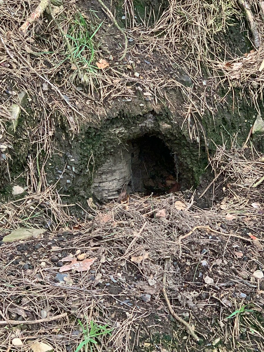 aspirelanguages's tweet photo. Le mot de mercredi, c'est "un terrier"   🐇🐇
On a vu beaucoup de terriers de lapin mais malheureusement, on n'a pas vu de lapins   🐇🐇

Wednesday's word is "a burrow"  🐇🐇
We saw lots of rabbit burrows but unfortunately, we didn't see any rabbits   🐇🐇 
#langtwt #learnfrench https://t.co/O6M2D6lEr1