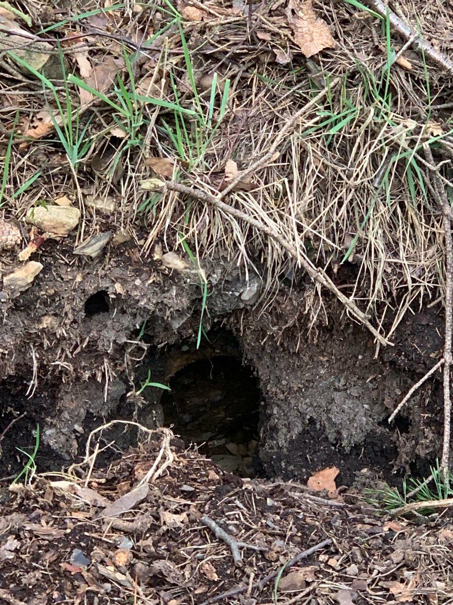 aspirelanguages's tweet photo. Le mot de mercredi, c'est "un terrier"   🐇🐇
On a vu beaucoup de terriers de lapin mais malheureusement, on n'a pas vu de lapins   🐇🐇

Wednesday's word is "a burrow"  🐇🐇
We saw lots of rabbit burrows but unfortunately, we didn't see any rabbits   🐇🐇 
#langtwt #learnfrench https://t.co/O6M2D6lEr1