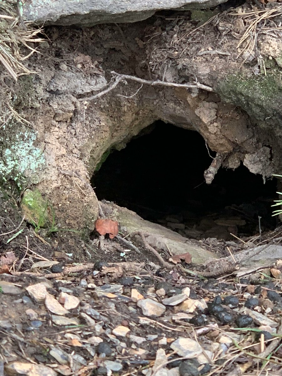 aspirelanguages's tweet photo. Le mot de mercredi, c'est "un terrier"   🐇🐇
On a vu beaucoup de terriers de lapin mais malheureusement, on n'a pas vu de lapins   🐇🐇

Wednesday's word is "a burrow"  🐇🐇
We saw lots of rabbit burrows but unfortunately, we didn't see any rabbits   🐇🐇 
#langtwt #learnfrench https://t.co/O6M2D6lEr1
