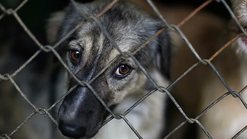 Milenio's tweet photo. ¡Gran logro! En #Jalisco, maltratadores de animales recibirán hasta tres años de prisión

https://t.co/oBzK7U1vLc https://t.co/KyWzdik9qr