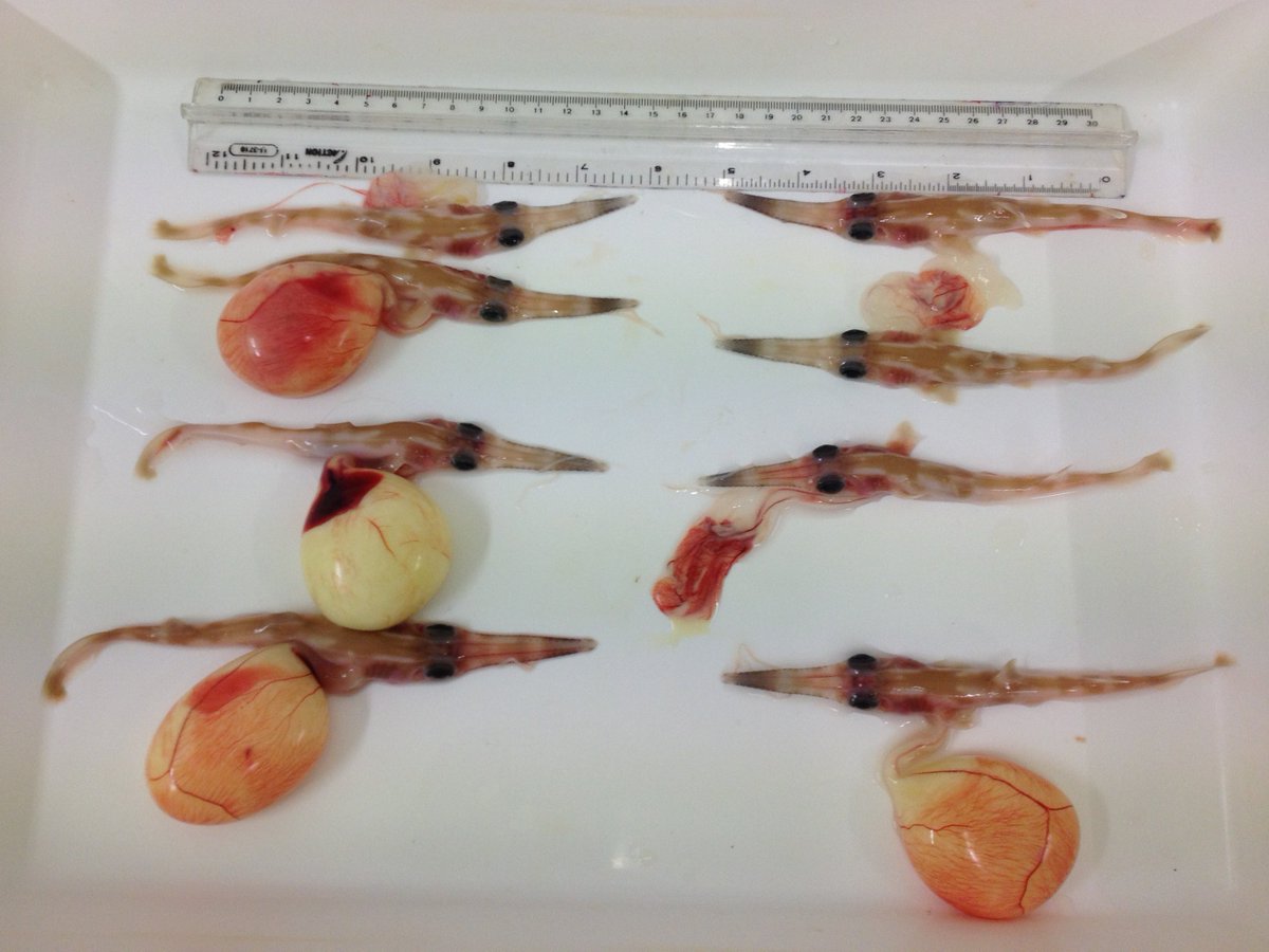 Ryan Nevatte, PhD (@rjnevatte) on Twitter photo New #SawsharkScience out in #MarineFreshwaterRes today!
We show that common and southern #sawsharks exhibit multiple paternity and provide the first evidence for hybridisation between these species!
<a href="/urchinhunter/">Jane Williamson</a> <a href="/MEG_MQ/">Marine Ecology Group</a> <a href="/mqnatsci/">Macquarie University School of Natural Sciences</a>
📝publish.csiro.au/MF/MF22234 New #SawsharkScience out in #MarineFreshwaterRes today!
We show that common and southern #sawsharks exhibit multiple paternity and provide the first evidence for hybridisation between these species!
<a href="/urchinhunter/">Jane Williamson</a> <a href="/MEG_MQ/">Marine Ecology Group</a> <a href="/mqnatsci/">Macquarie University School of Natural Sciences</a>
📝publish.csiro.au/MF/MF22234
